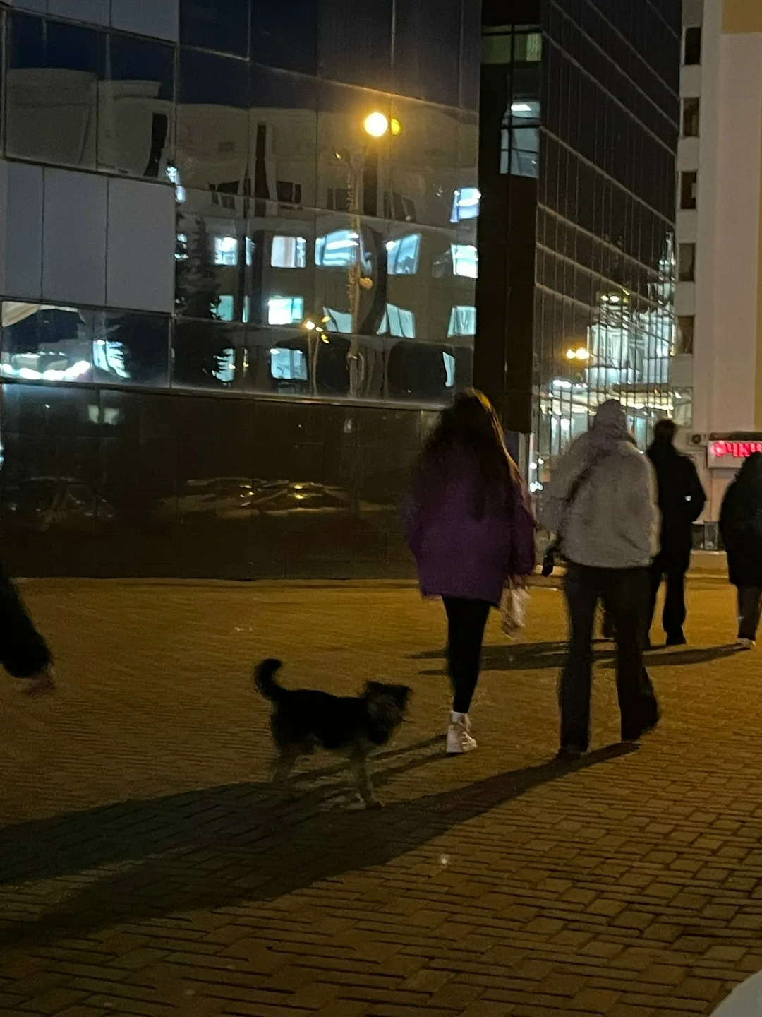 Пропала собака в Саранске — фото питомца