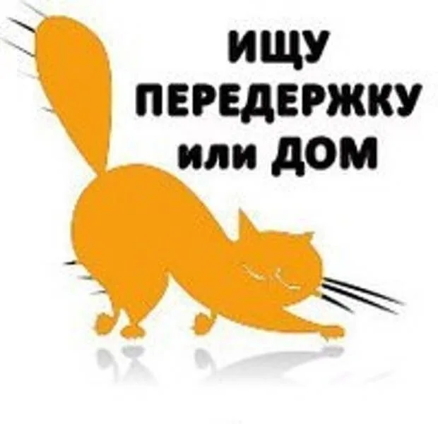 Найдена кошка в Вологде — фото питомца
