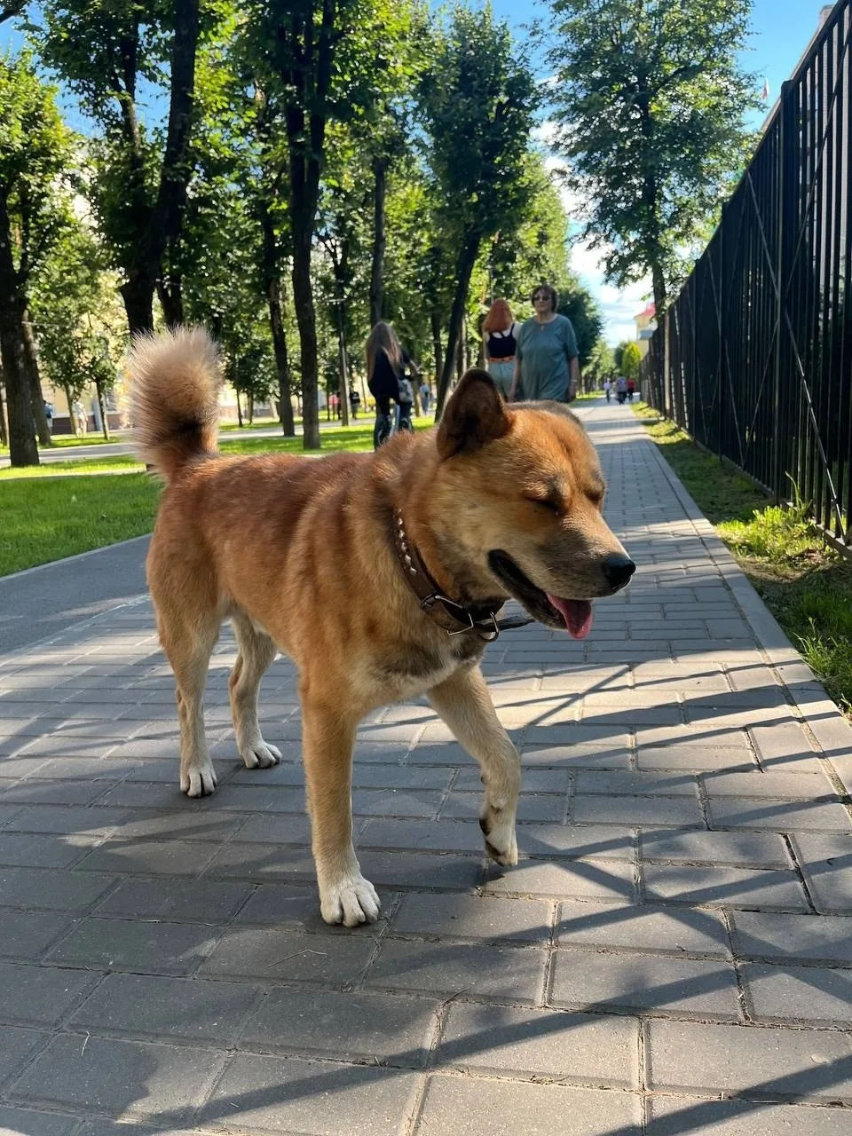 Найдена собака в Смоленске — фото питомца