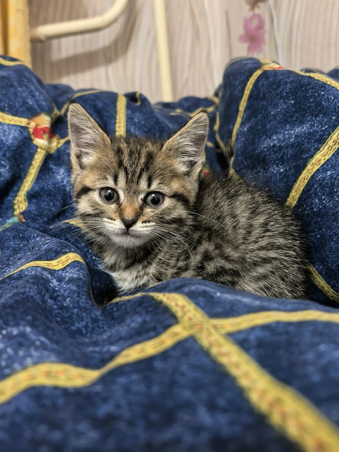 Найдена кошка в Смоленске — фото питомца