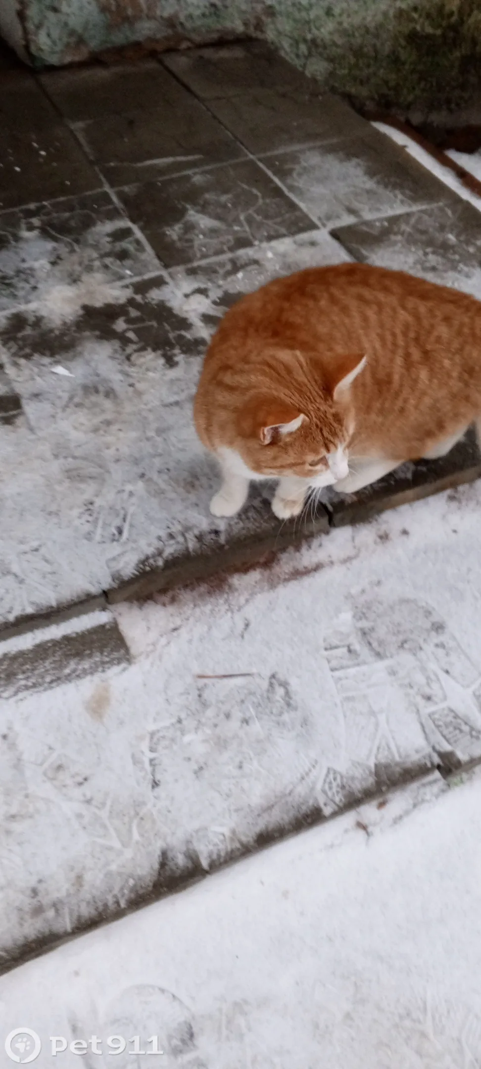 Найдена кошка в Вологде — фото питомца