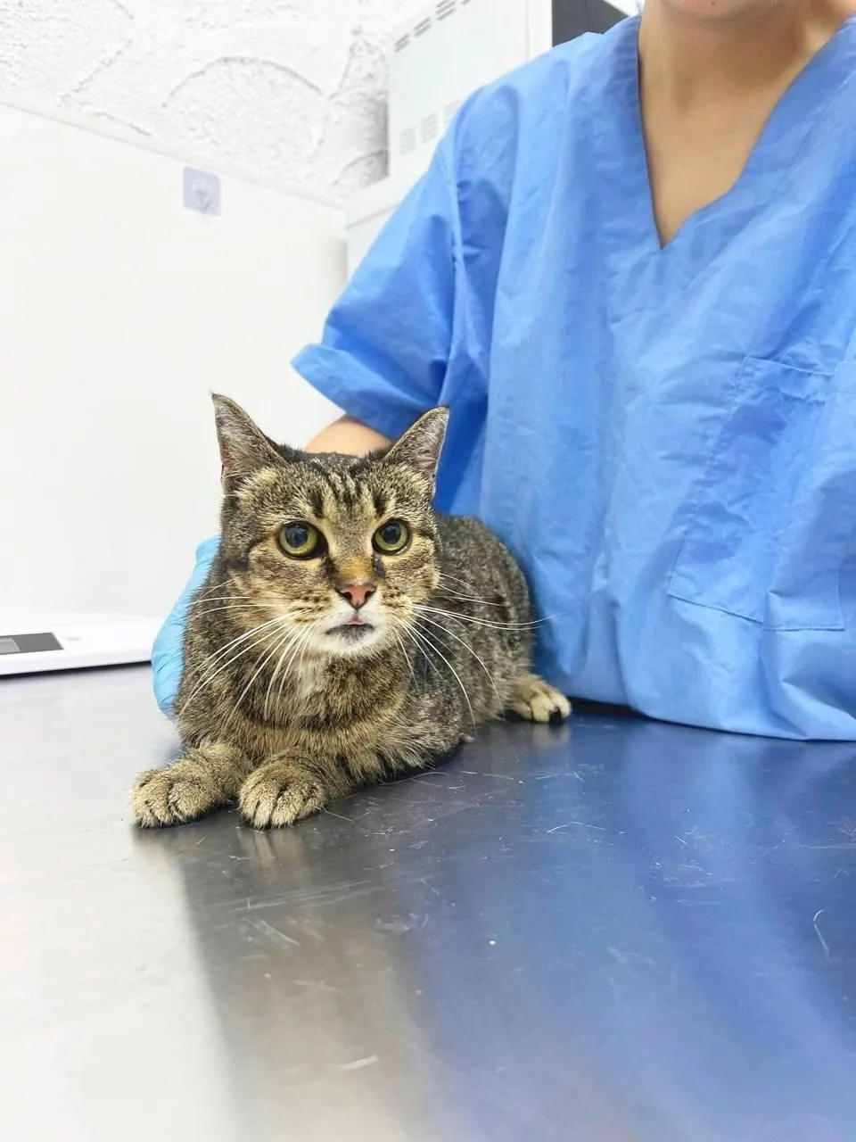 Найдена кошка в Подольске — фото питомца