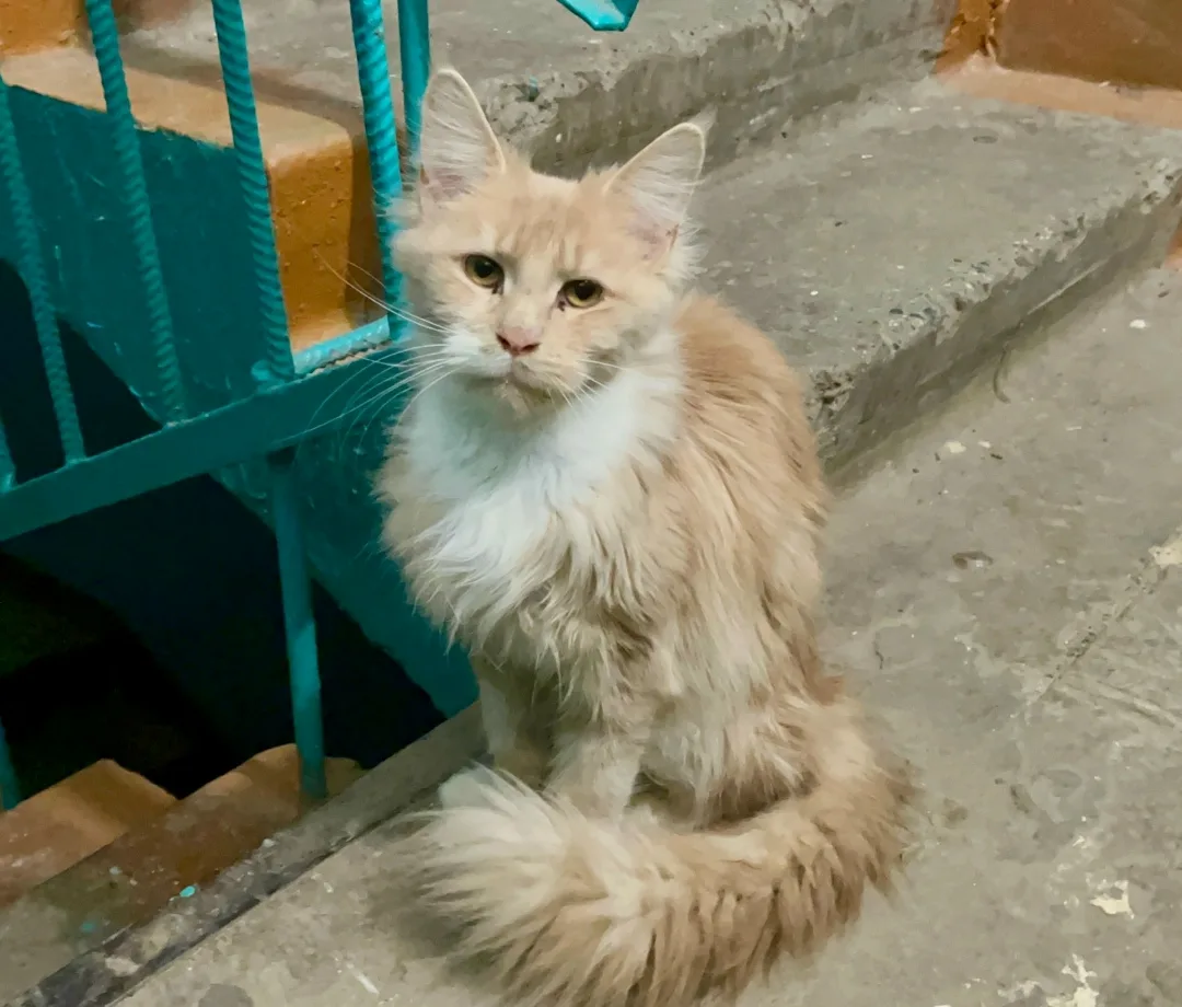 Найдена кошка в Саранске — фото питомца