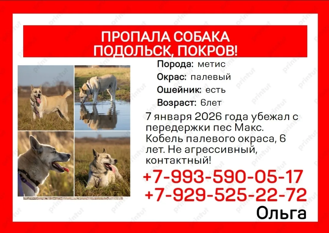 Пропала собака в Подольске — фото питомца