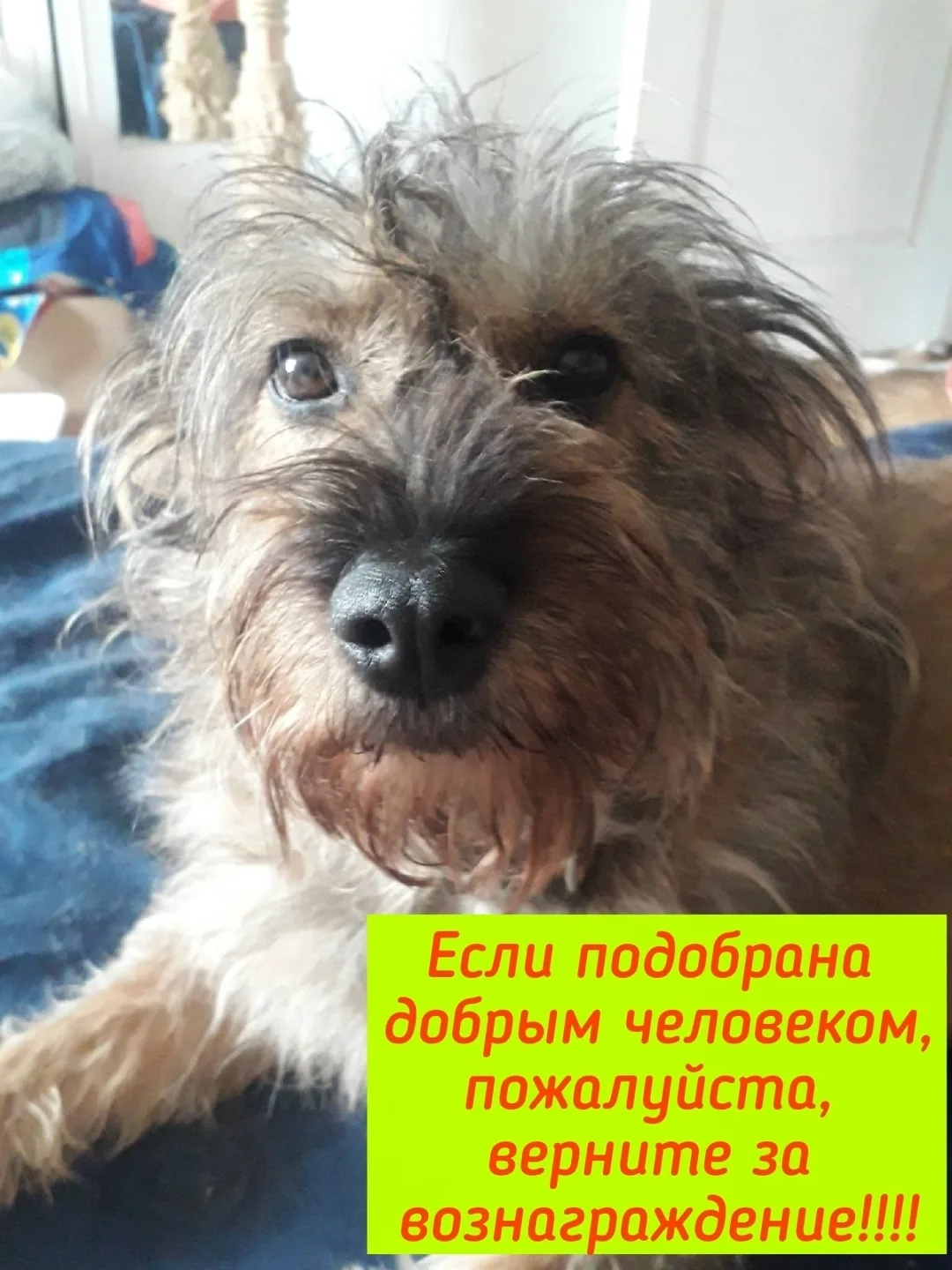 Пропала собака в Саранске — фото питомца