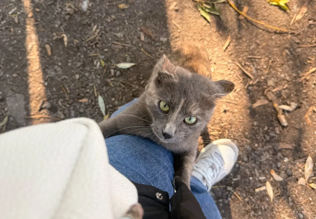 Найдена кошка в Подольске — фото питомца