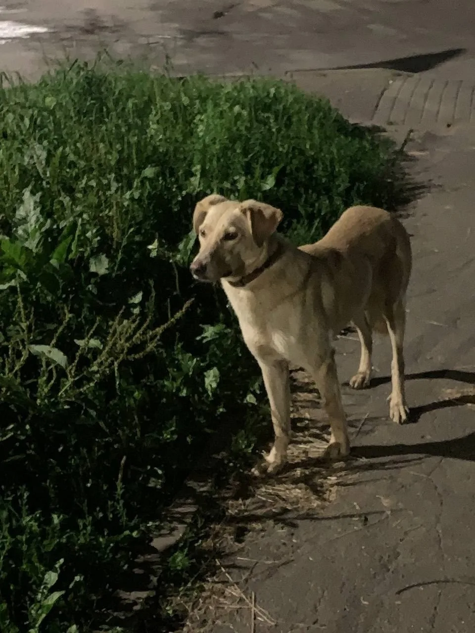 Найдена собака в Смоленске — фото питомца