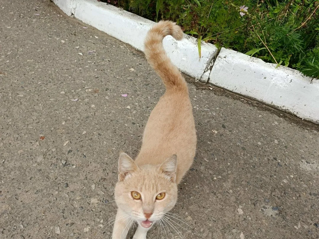 Пропала кошка в Саранске — фото питомца