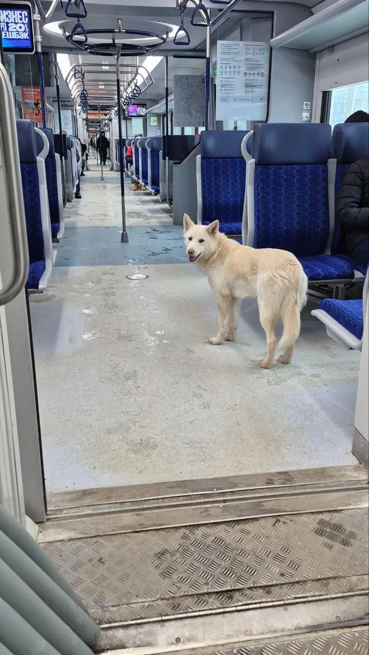 Пропала собака в Подольске — фото питомца