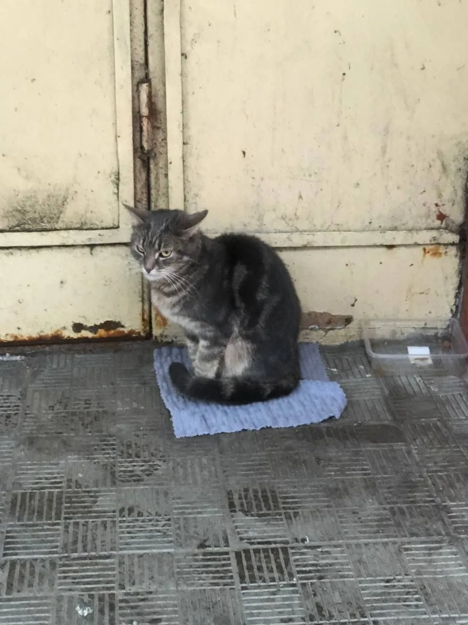 Пропала кошка в Подольске — фото питомца