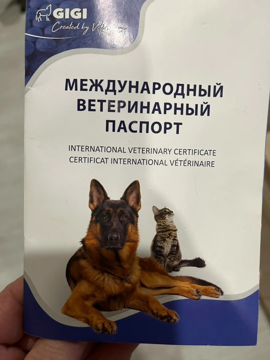 Найдена собака в Саранске — фото питомца