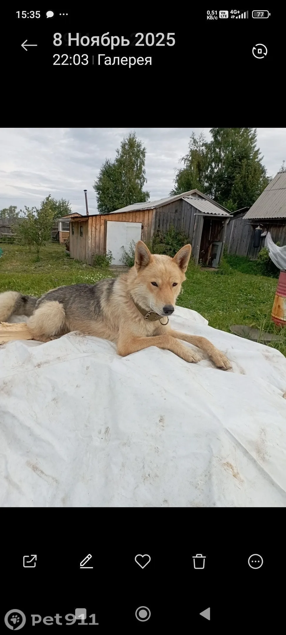 Пропала собака в Вологде — фото питомца