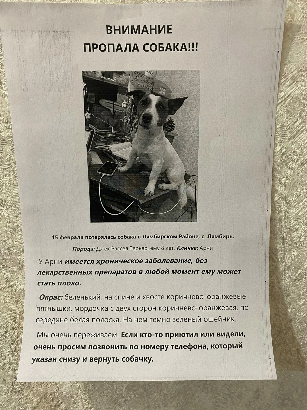 Пропала собака в Саранске — фото питомца