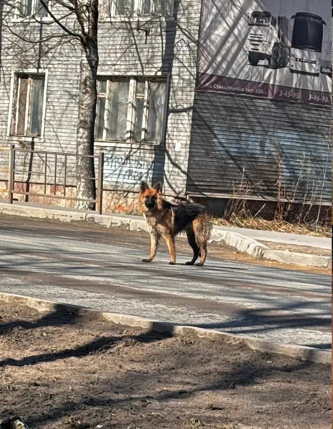 Пропала собака в Вологде — фото питомца