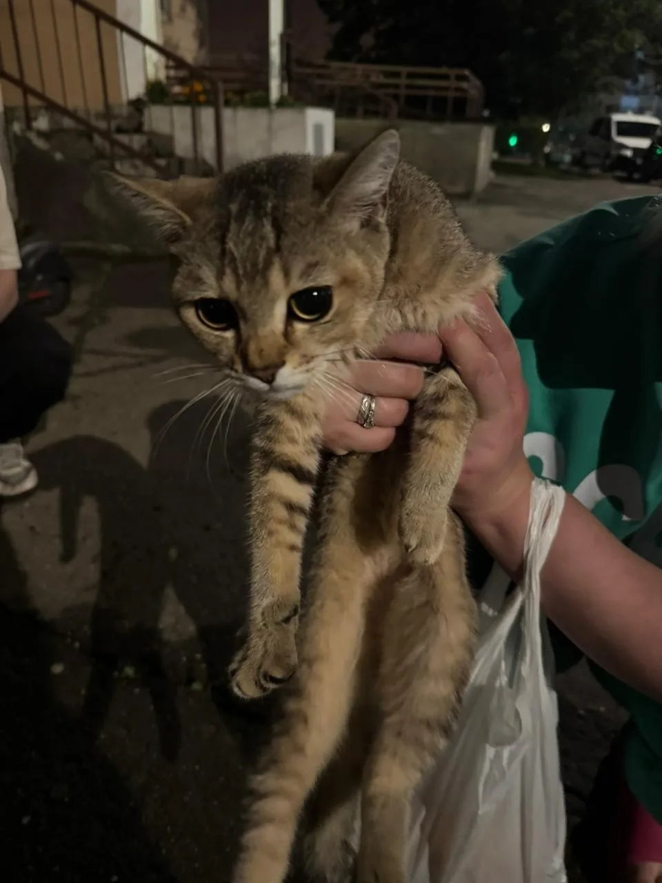 Пропала кошка в Подольске — фото питомца