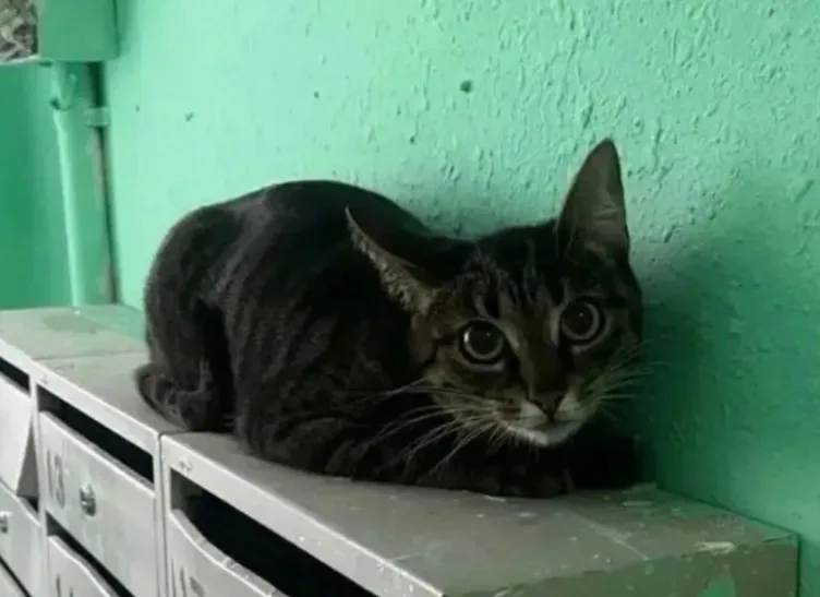 Найдена кошка в Подольске — фото питомца