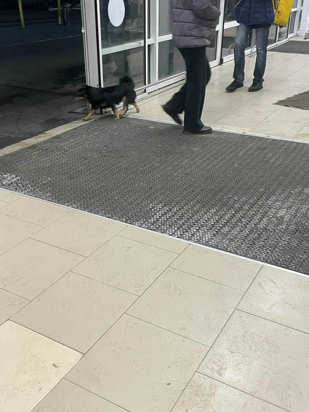 Пропала собака в Кургане — фото питомца
