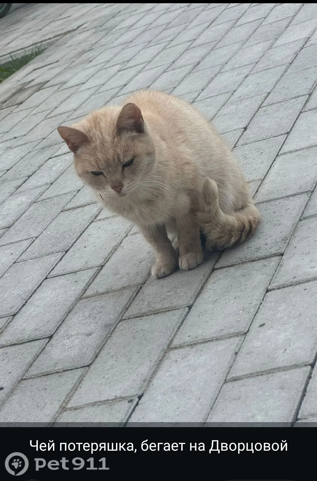 Найдена кошка в Вологде — фото питомца