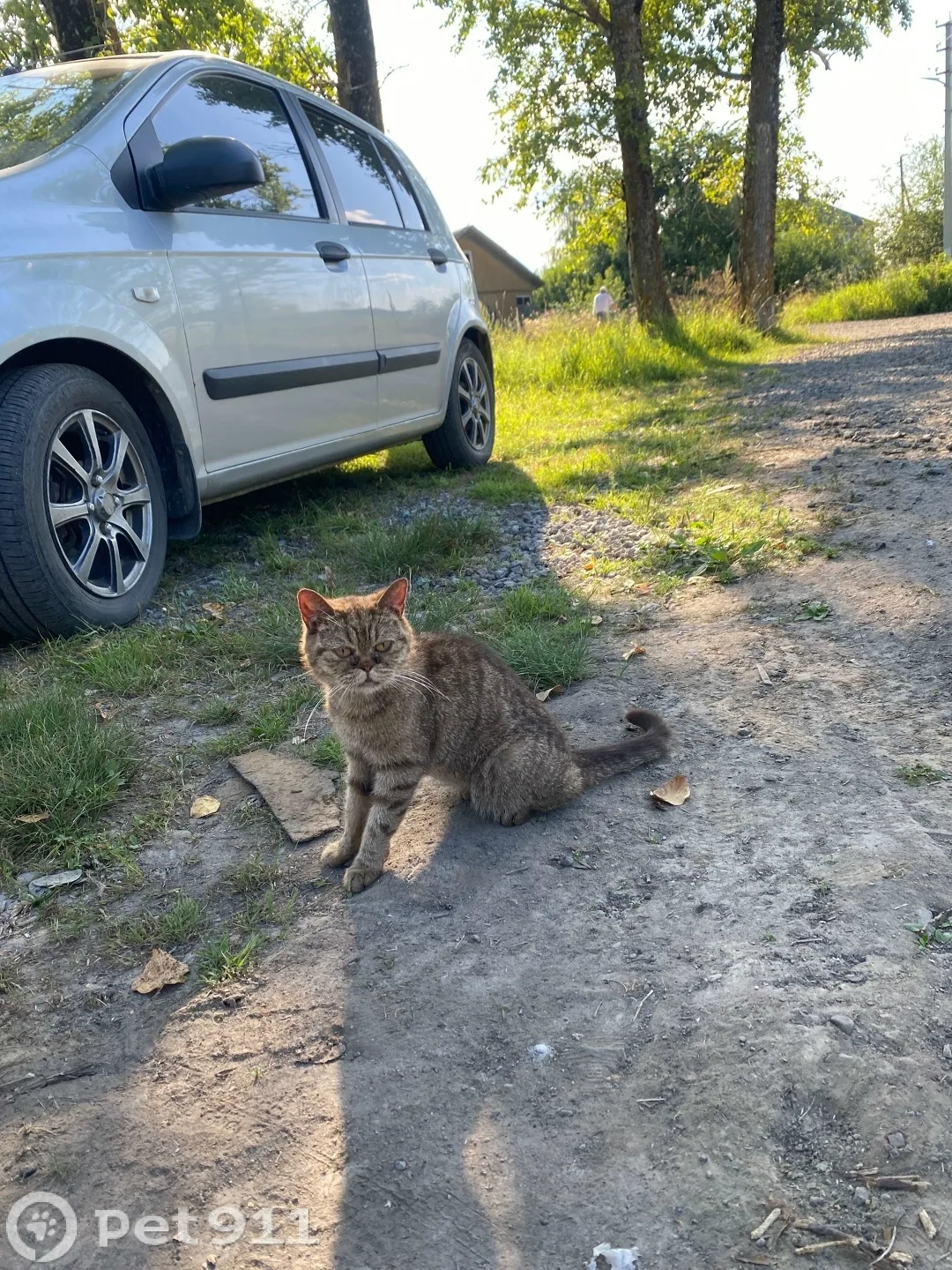 Найдена кошка в Вологде — фото питомца