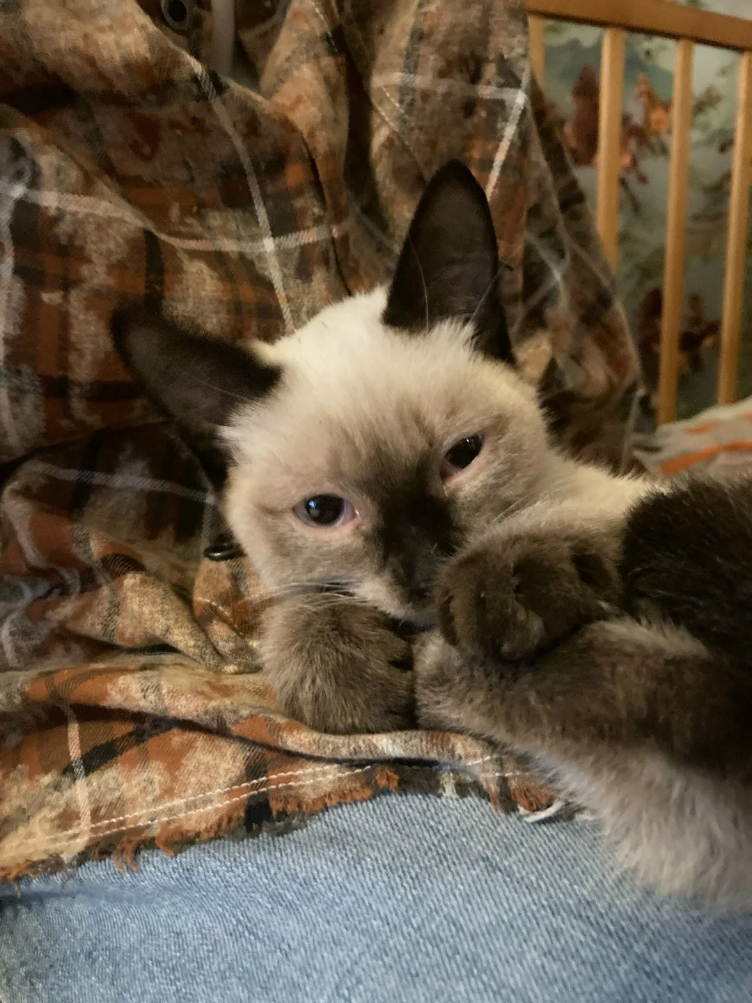 Найдена кошка в Кургане — фото питомца