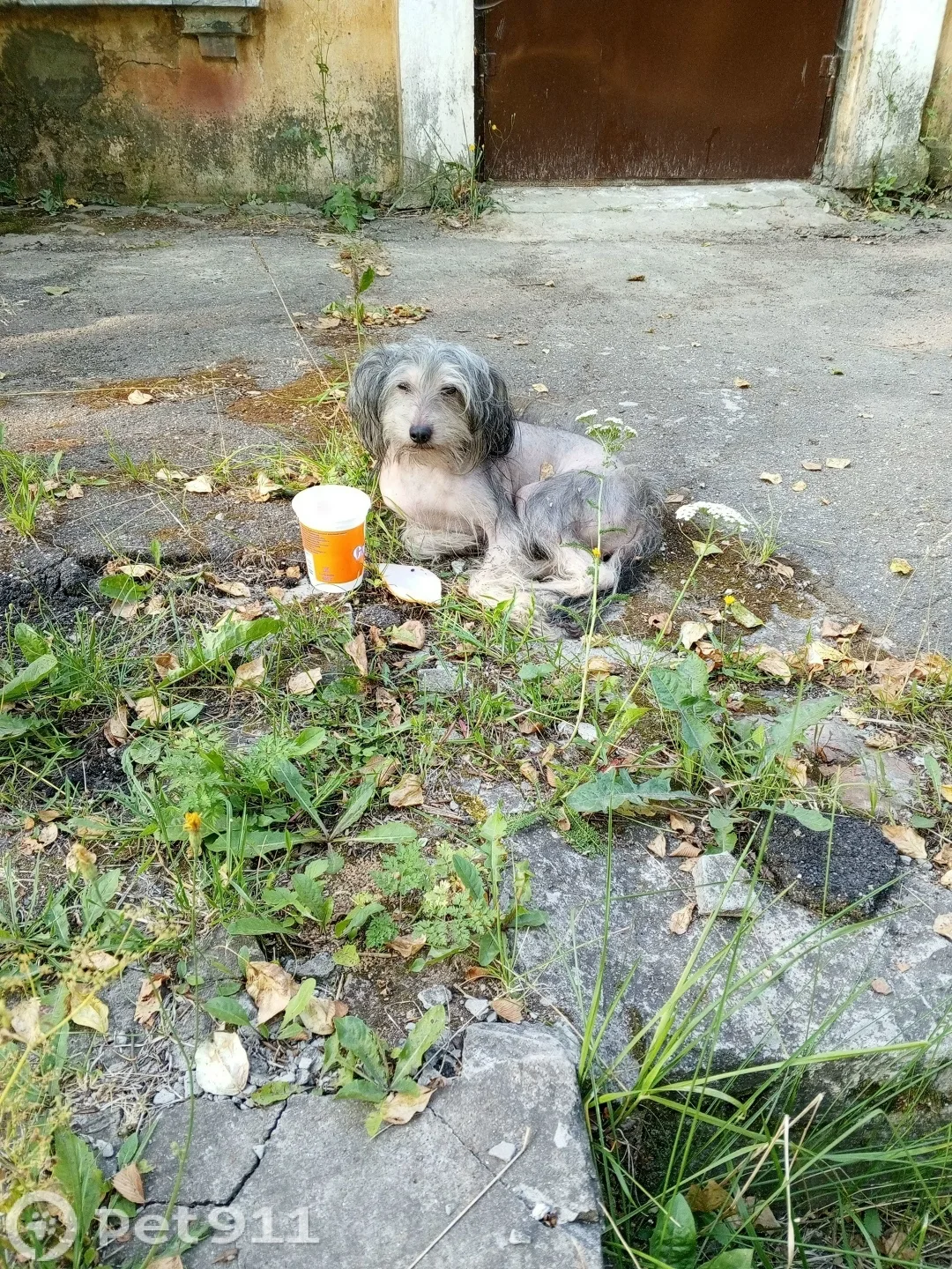 Найдена собака в Вологде — фото питомца