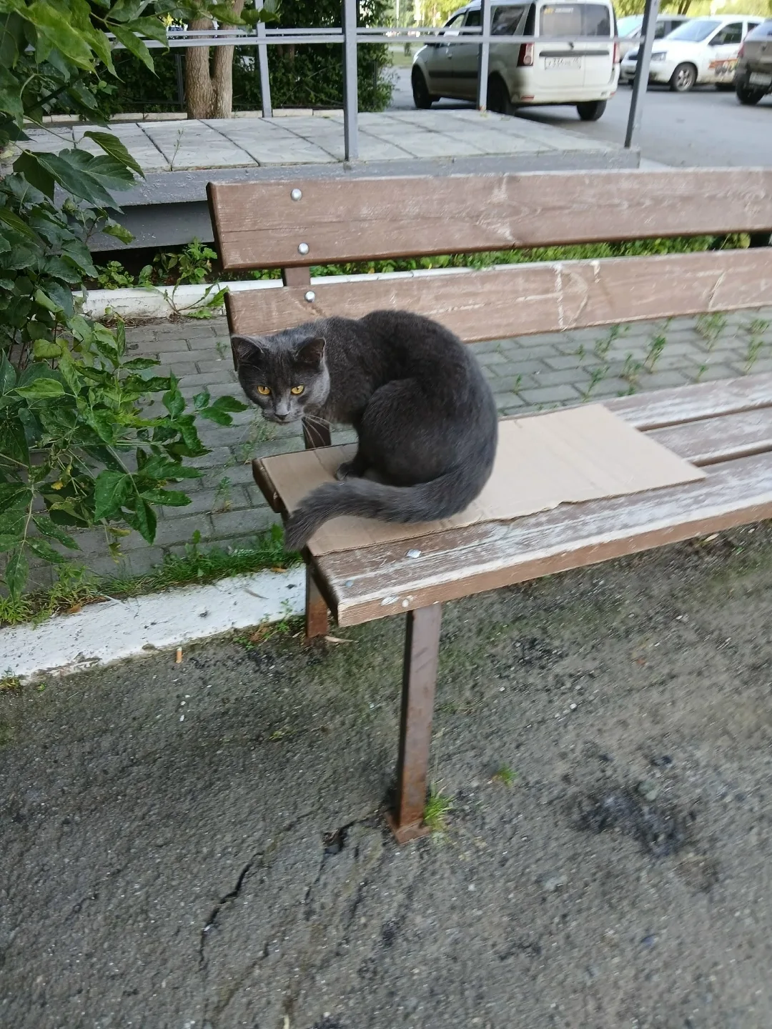 Пропала кошка в Кургане — фото питомца
