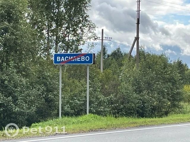 Найдена собака в Вологде — фото питомца