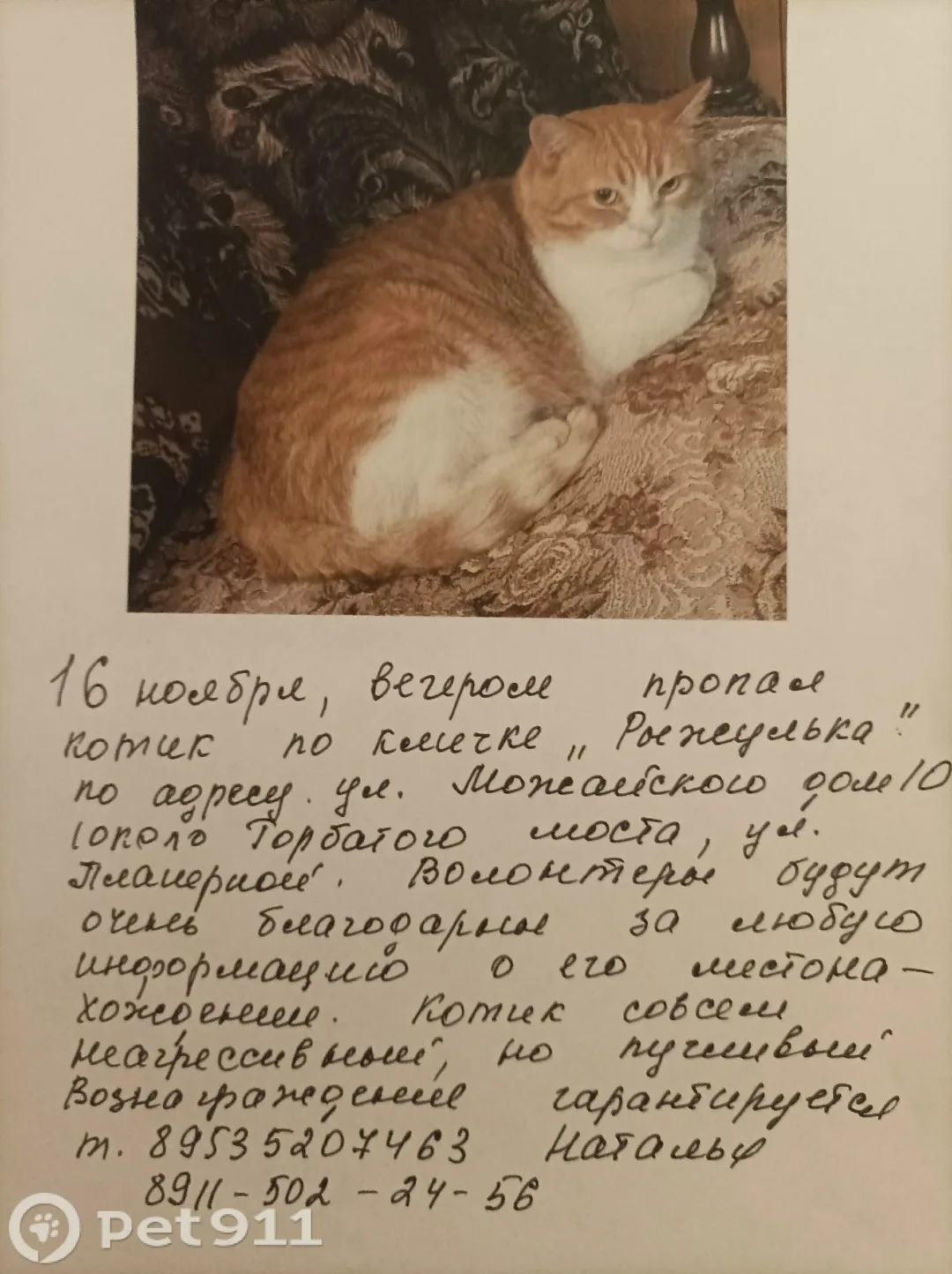 Пропала кошка в Вологде — фото питомца