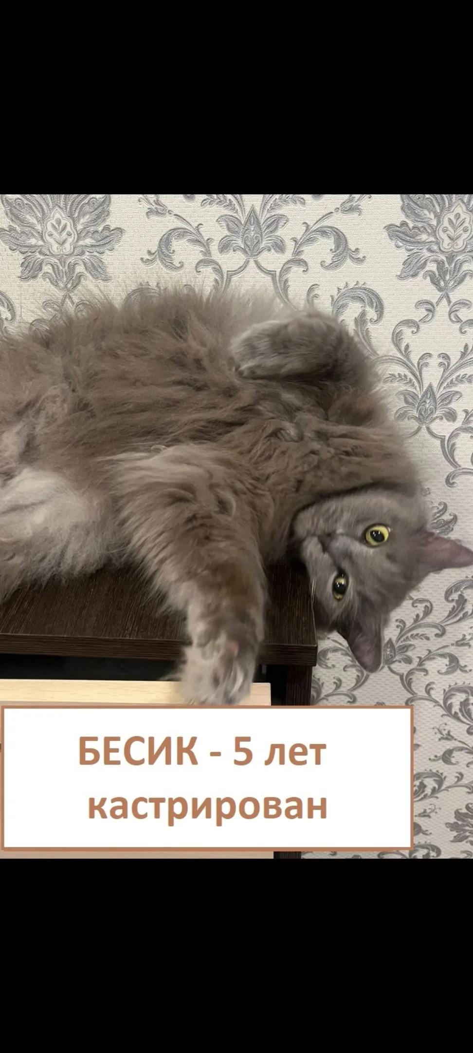 Пропала собака в Кургане — фото питомца