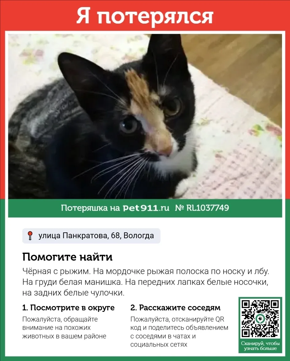 Пропала кошка в Вологде — фото питомца