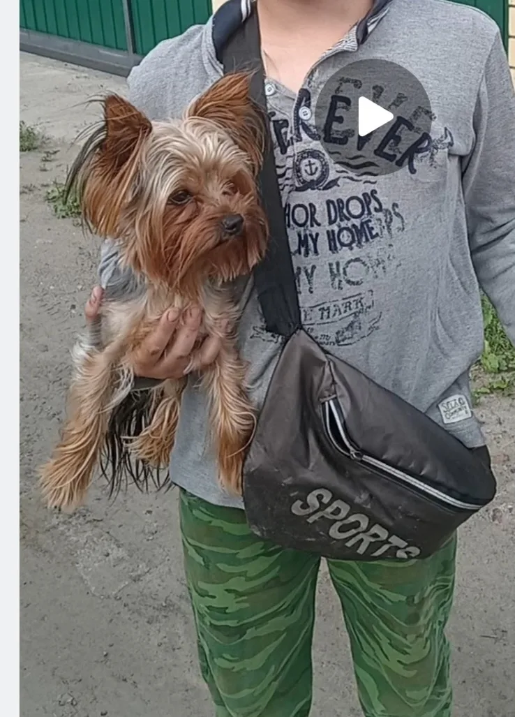 Пропала собака в Кургане — фото питомца