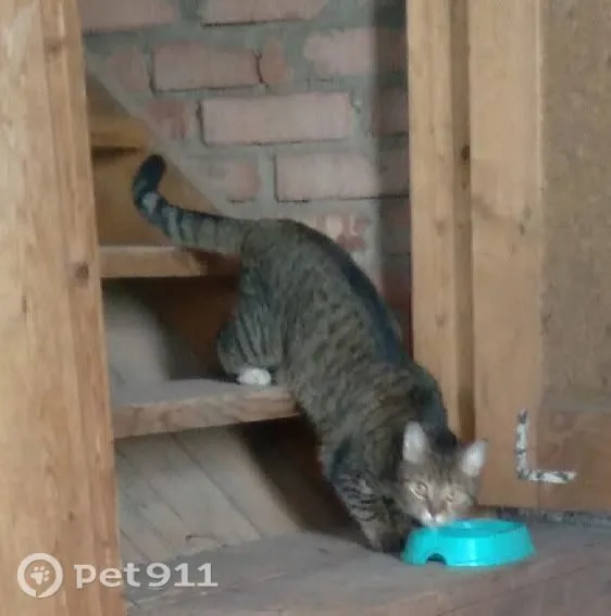 Найдена кошка в Вологде — фото питомца