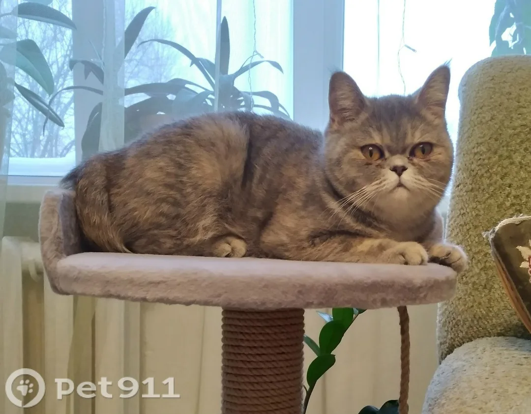 Пропала кошка в Вологде — фото питомца