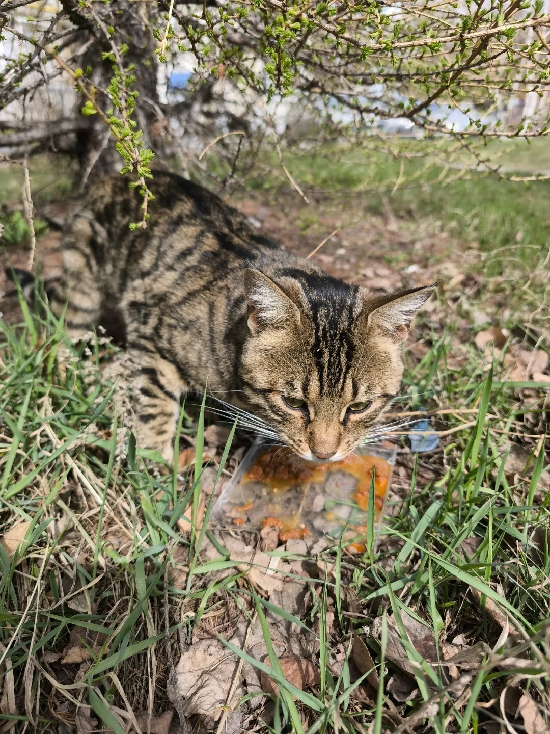 Пропала кошка в Кургане — фото питомца