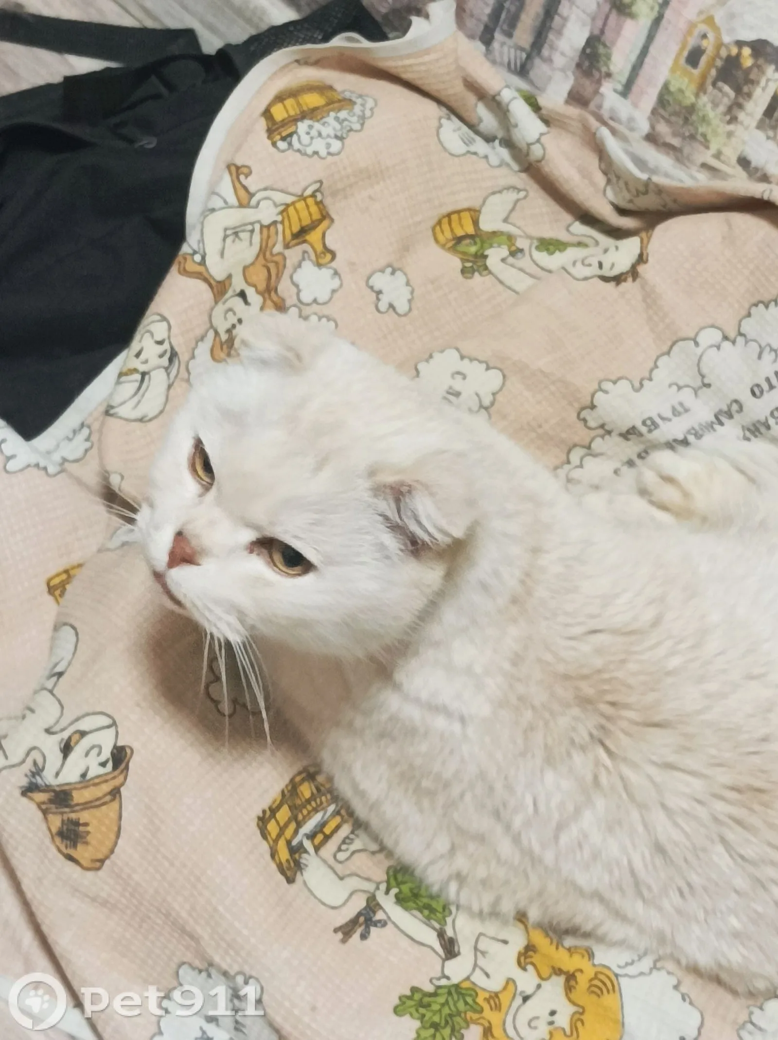 Найдена кошка в Пензе — фото питомца