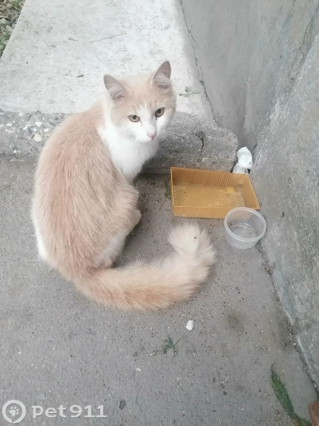 Найдена кошка в Вологде — фото питомца