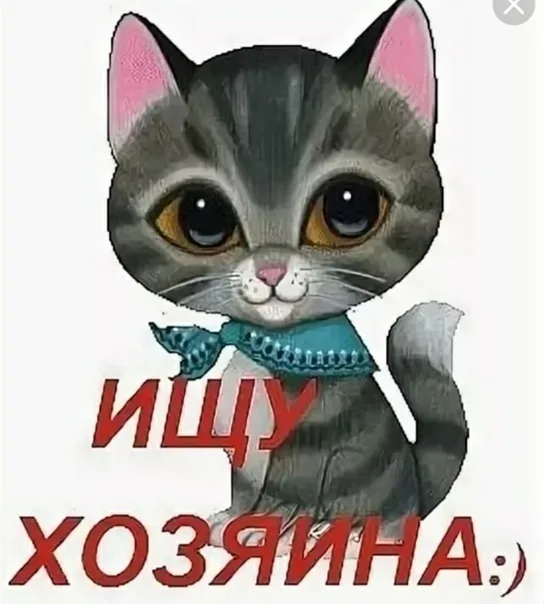 Найдена кошка в Кургане — фото питомца