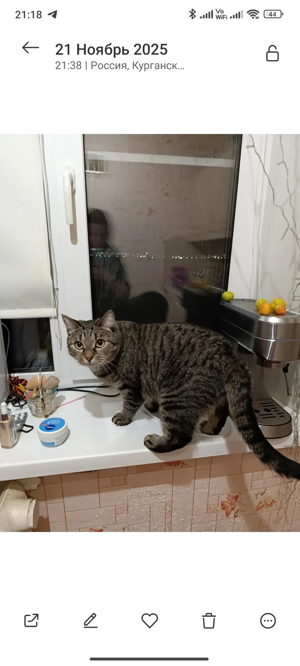 Пропала кошка в Кургане — фото питомца