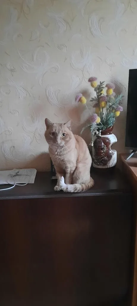 Пропала кошка в Кургане — фото питомца