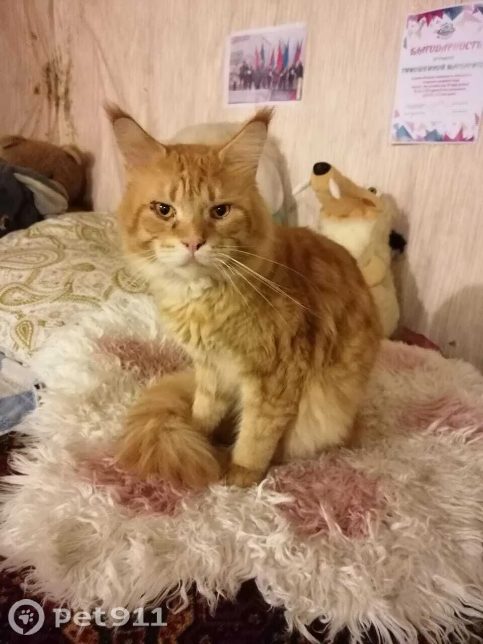 Найдена кошка в Вологде — фото питомца