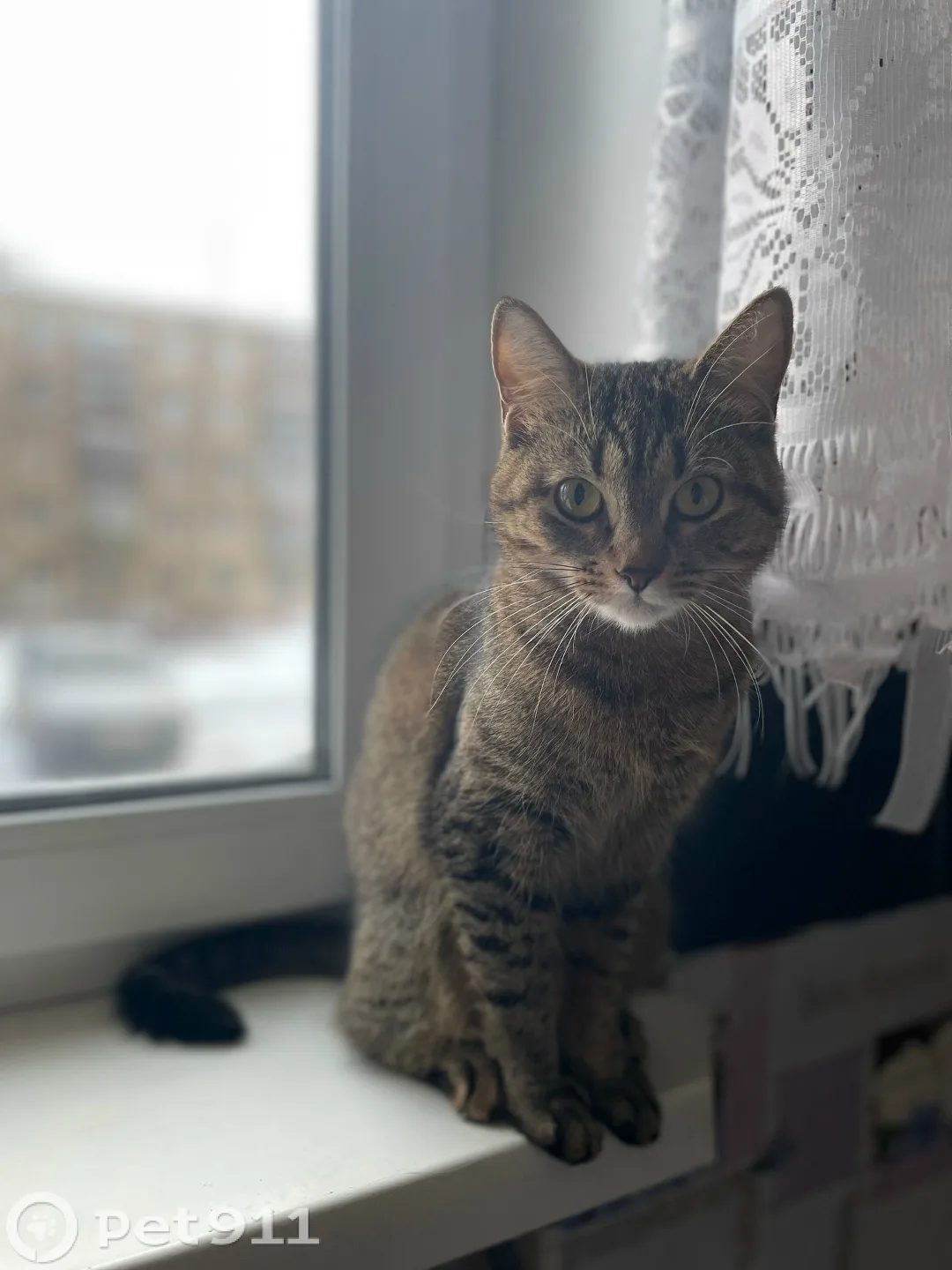 Пропала кошка в Вологде — фото питомца