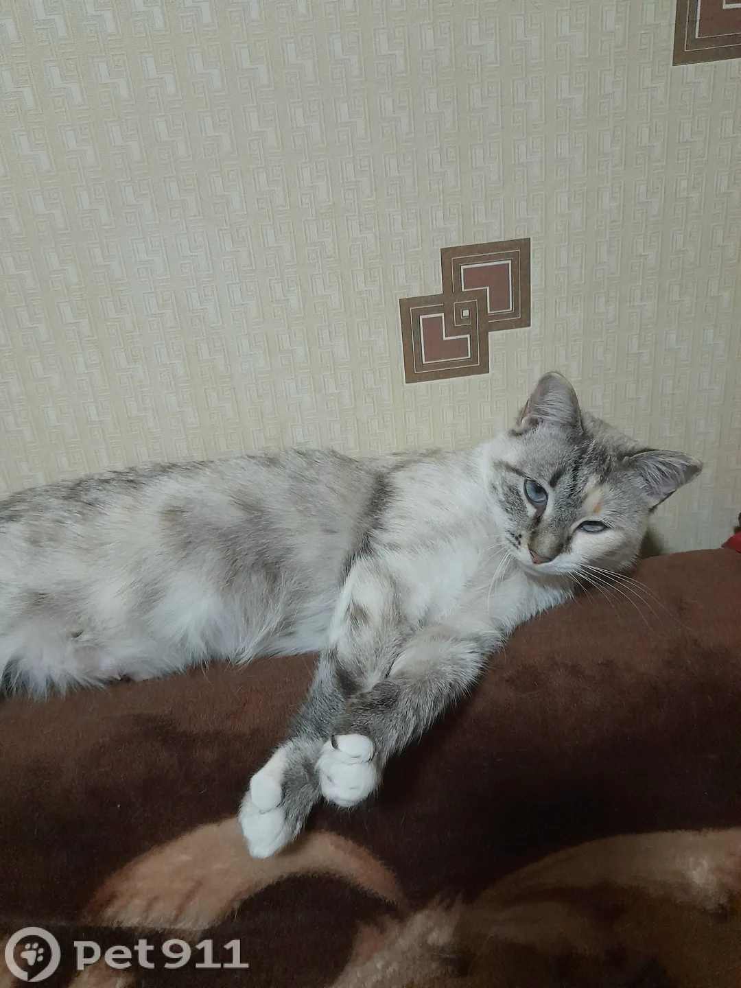 Пропала кошка в Вологде — фото питомца