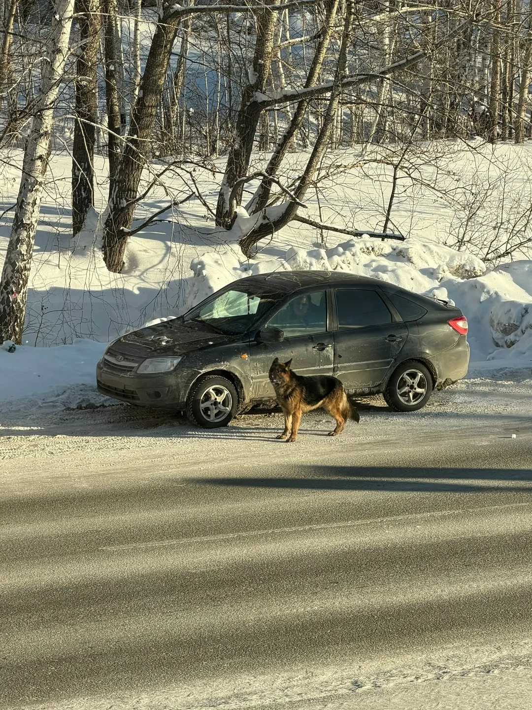 Пропала собака в Кургане — фото питомца