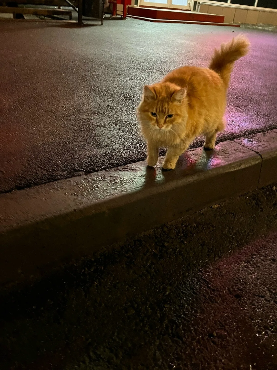 Пропала кошка в Кургане — фото питомца