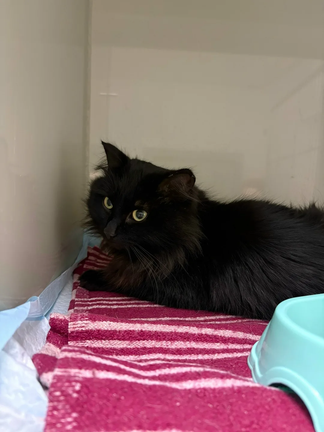Пропала кошка в Кургане — фото питомца