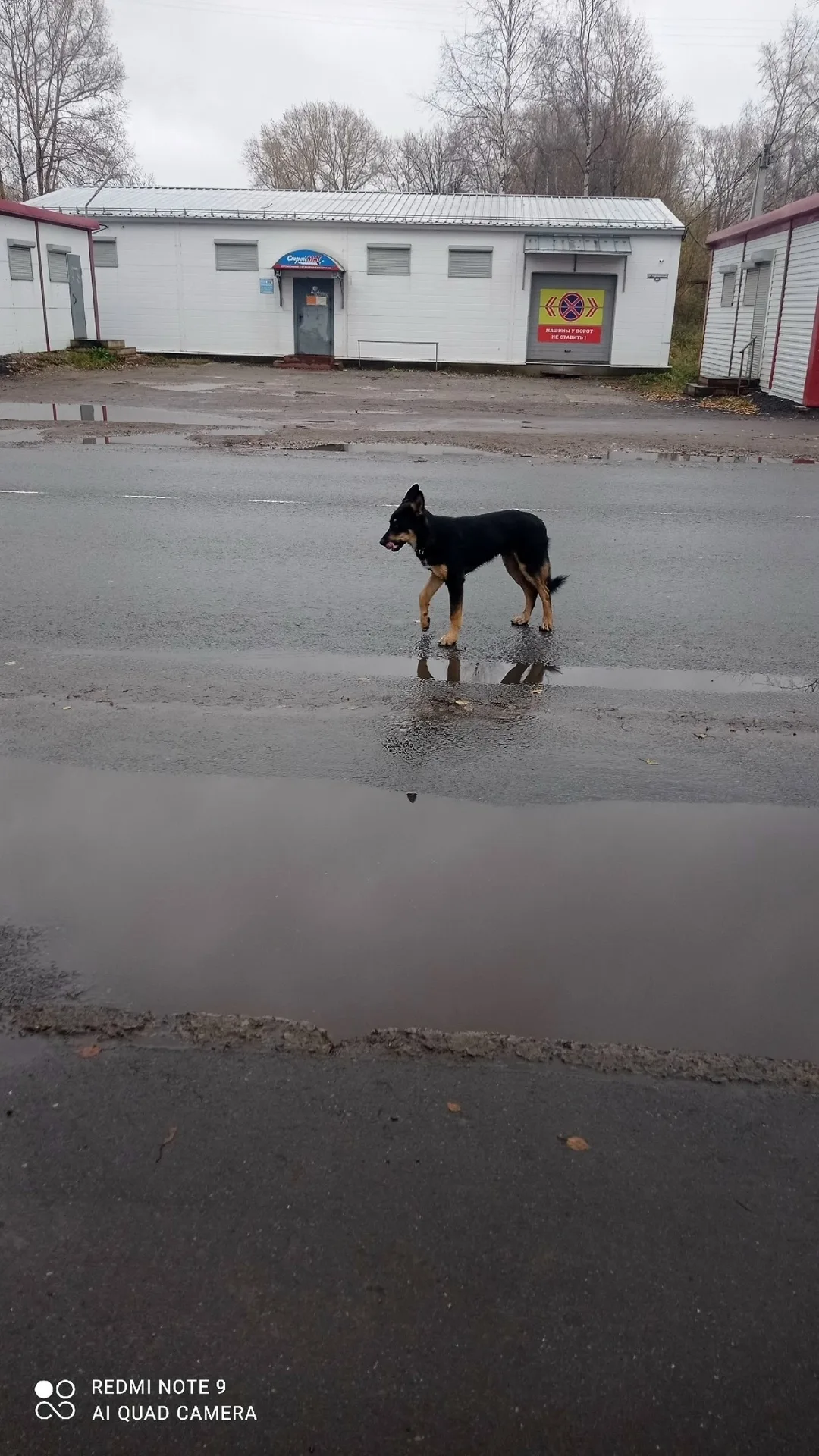 Найдена собака в Архангельске — фото питомца