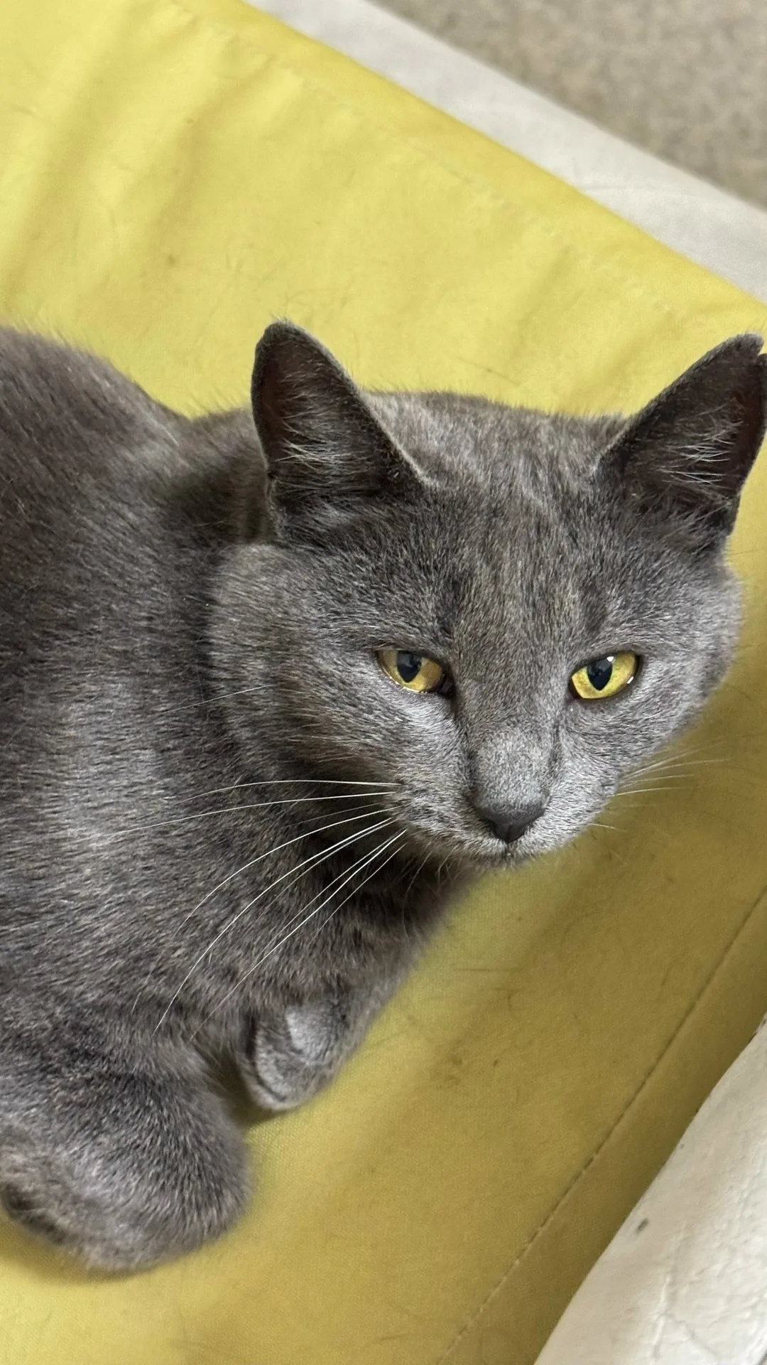 Найдена собака в Архангельске — фото питомца