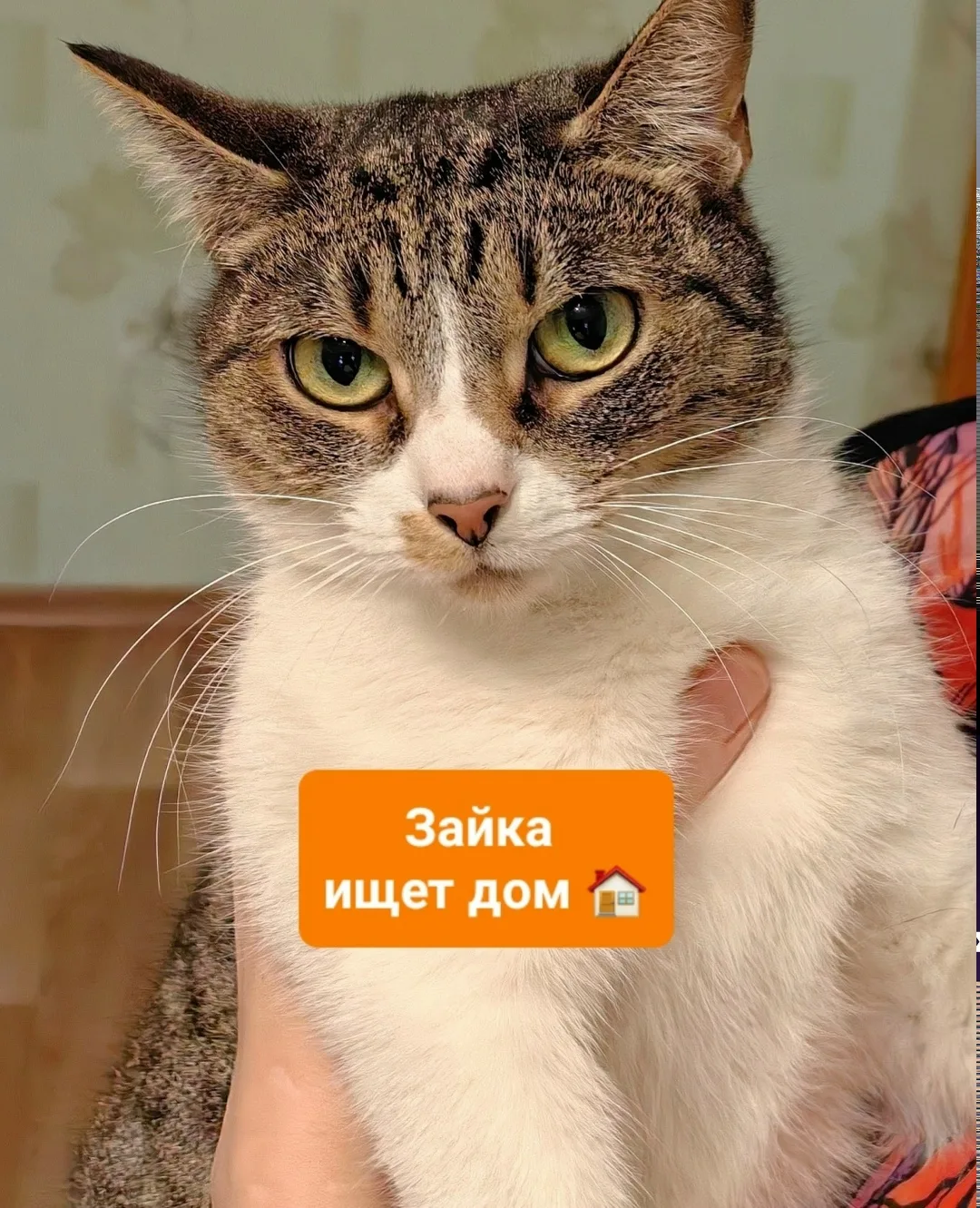 Найдена кошка в Архангельске — фото питомца