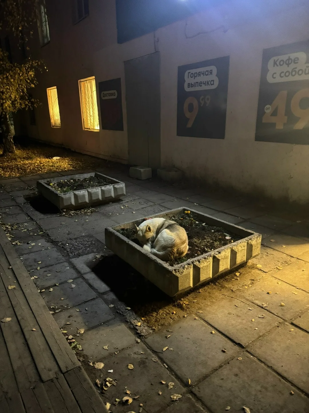 Найдена собака в Архангельске — фото питомца