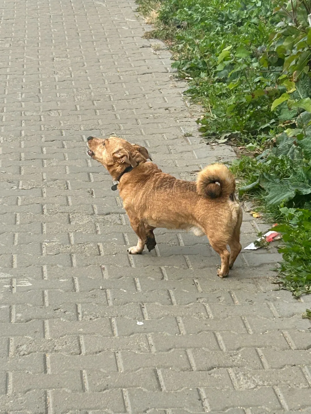 Найдена собака в Архангельске — фото питомца